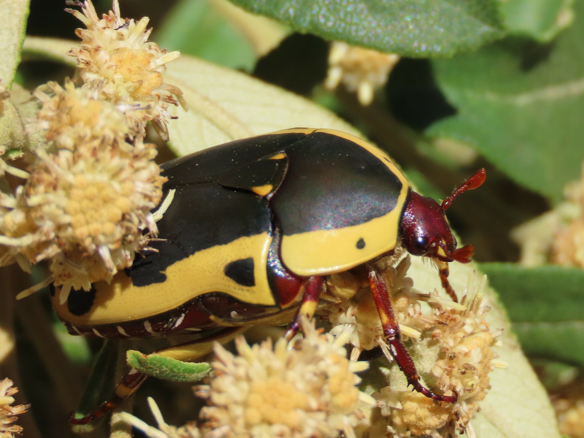 Pachnoda sinuata (Fabricius, 1775)