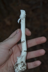 Amanita elliptosperma