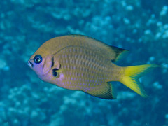 Pacific Bronze Chromis photo 5