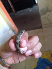 Anolis sericeus