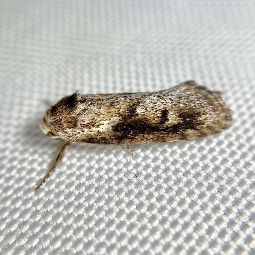 Cryptophasa molaris