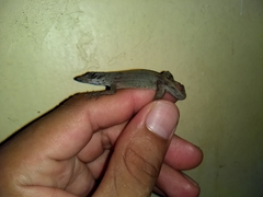 Anolis sericeus