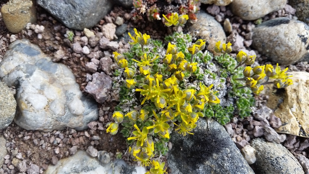 Anadyr Whitlow-grass