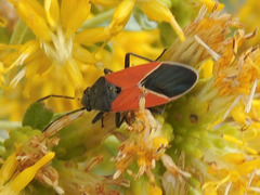 Melanopleurus belfragei