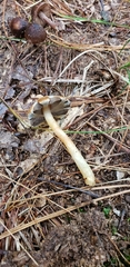 Agaricus pallens