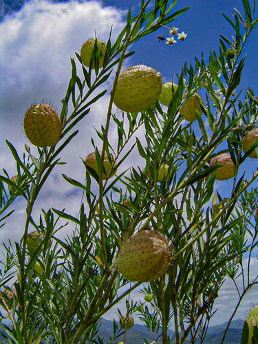 Gomphocarpus image