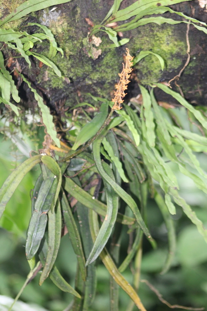 Chamaeangis sarcophylla