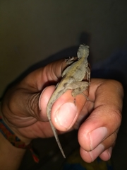 Anolis sericeus