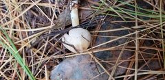 Agaricus pallens