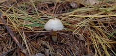 Agaricus pallens