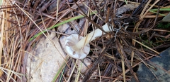 Agaricus pallens