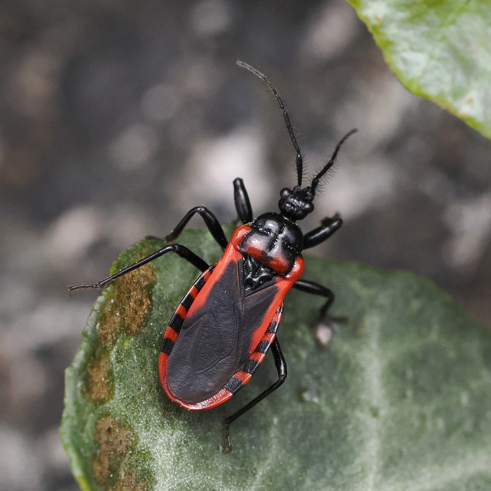 Haematoloecha delibuta