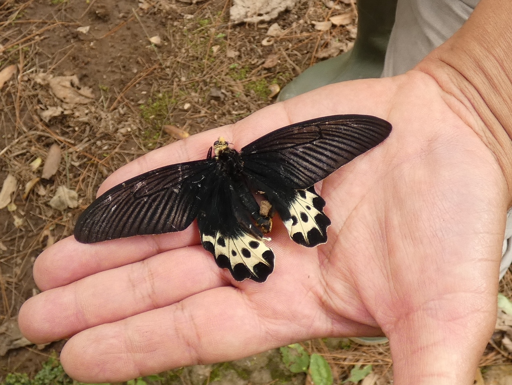 White-Head Batwing