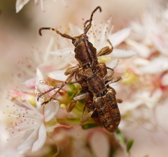 Pempsamacra dispersa