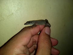 Anolis sericeus