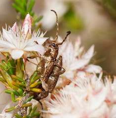 Pempsamacra dispersa