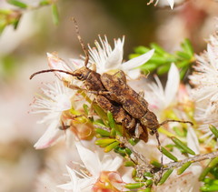 Pempsamacra dispersa