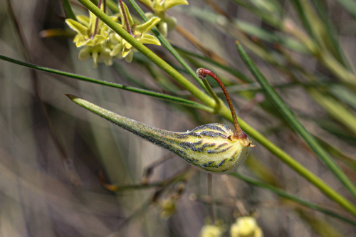 Gomphocarpus tenuifolius image