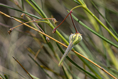 Gomphocarpus tenuifolius image