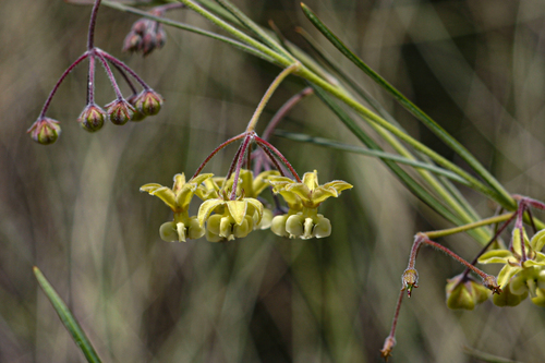 Gomphocarpus tenuifolius image