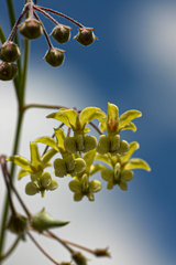 Gomphocarpus tenuifolius image