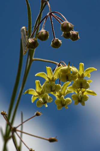 Gomphocarpus tenuifolius image