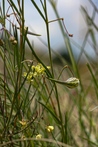 Gomphocarpus tenuifolius image