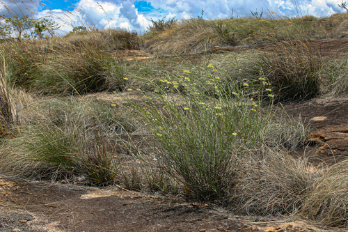 Gomphocarpus tenuifolius image