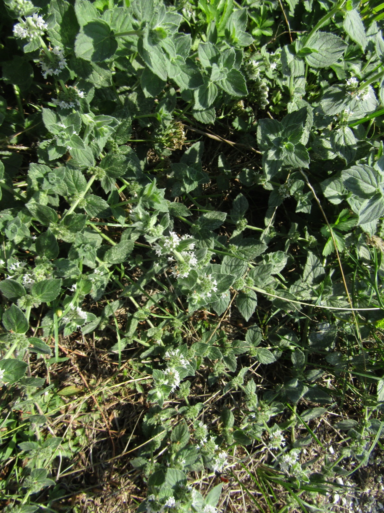Mentha × dalmatica; photograph Oleksandr Shynder, CC BY, iNaturalist via GBIF