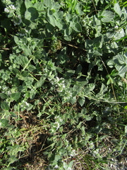 Mentha × dalmatica