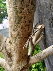 Phasmomantis sumichrasti