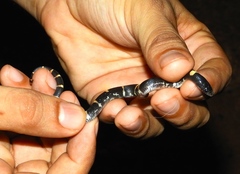 Rhinocheilus antonii