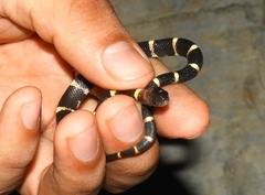 Rhinocheilus antonii