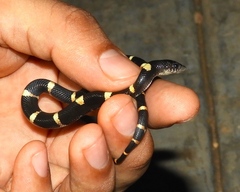 Rhinocheilus antonii