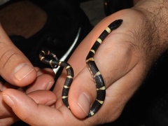 Rhinocheilus antonii