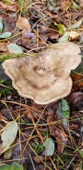 Entoloma abortivum image