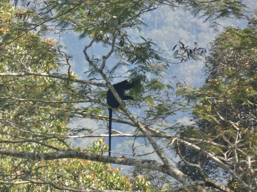 West Javan Langur
