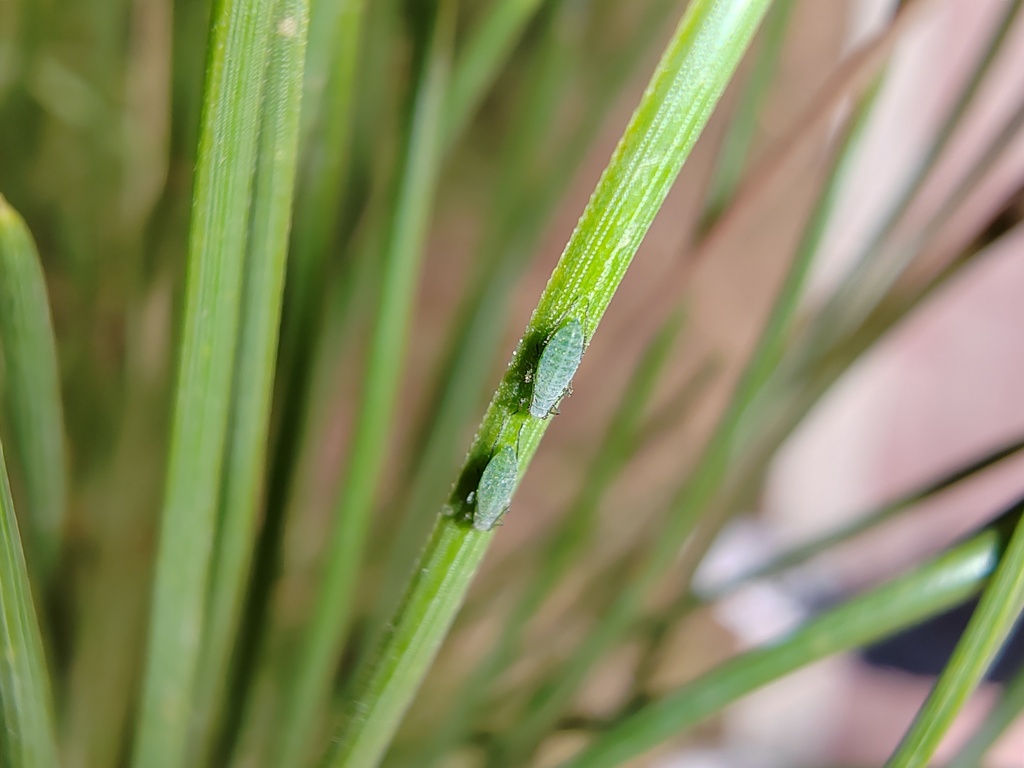 Eulachnus pinitabulaeformis