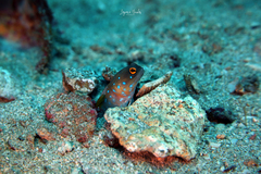 Panamanian Jawfish photo 2