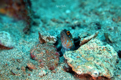 Panamanian Jawfish photo 1
