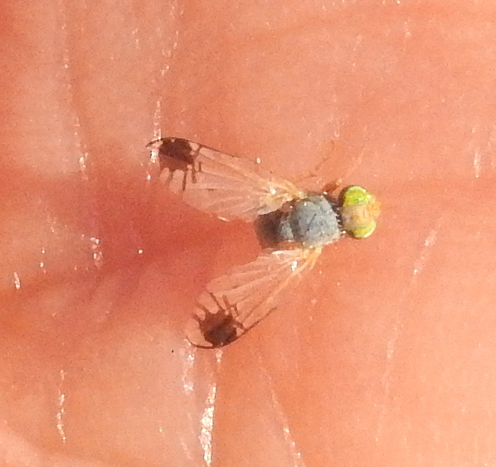 Trupanea intermedia