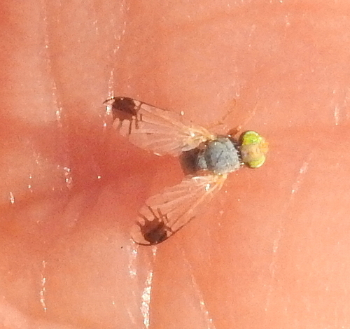Trupanea intermedia