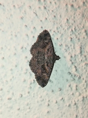 Toxonprucha repentis