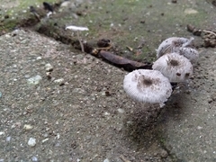 Lanatulae