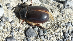 Pericoptus