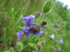 Polemonium mexicanum