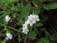 Lithospermum distichum