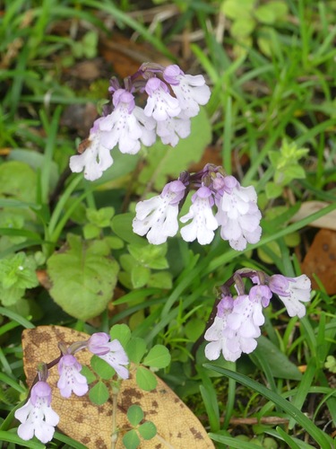 Amitostigma lepidum iNat (1)