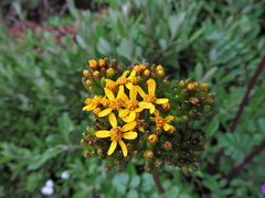 Packera sanguisorbae