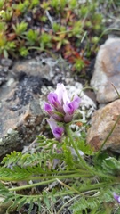 Oxytropis borealis viscida
